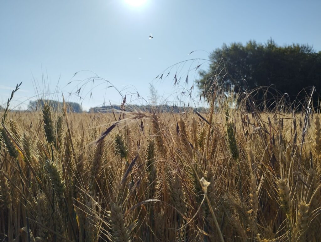 champs de bl&eacute;