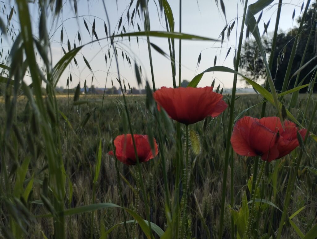coquelicots